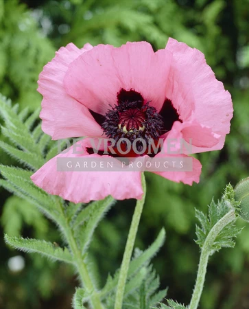 Papaver Raspberry Queen | 200 pce