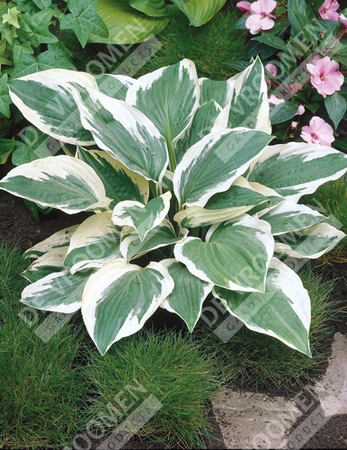 Hosta Patriot | 400 pce