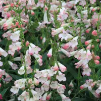 Penstemon