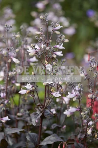 Penstemon Dark Towers | 25 pce