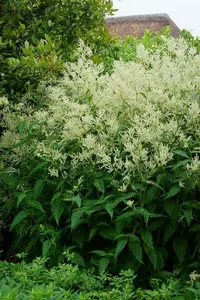 Persicaria Polymorpha | 25 pce