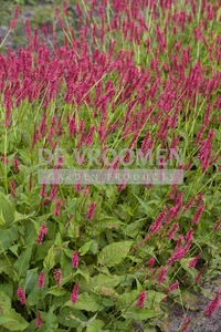 Persicaria Speciosa | 150 pce