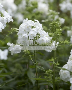 Phlox David | 25 pce