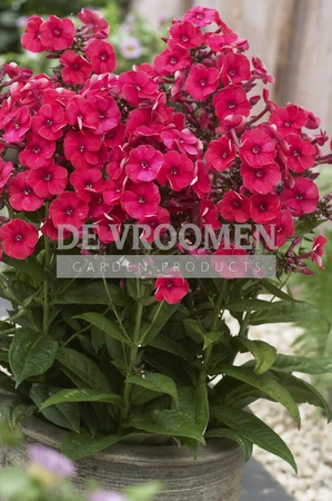 Phlox Grenadine Dream PBR | 250 pce