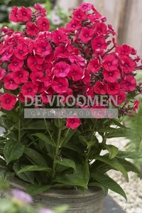 Phlox Grenadine Dream PBR | 25 pce