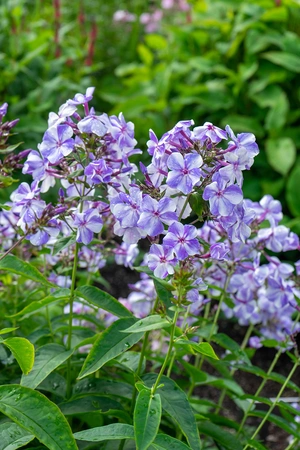 Phlox Gzhel | 25 pce