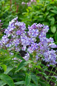 Phlox Gzhel | 25 pce