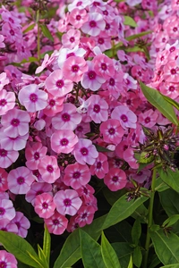Phlox Larissa | 25 pce
