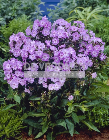 Phlox Laura | 250 pce