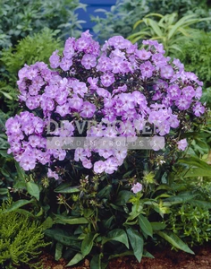 Phlox Laura | 25 pce