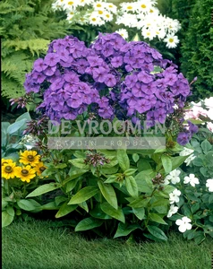 Phlox Nicky | 25 pce
