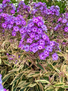 Phlox Olympus | 25 pce