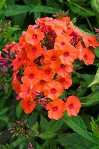 Phlox Orange Perfection | 25 pce