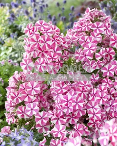 Phlox Peppermint Twist PBR | 25 pce