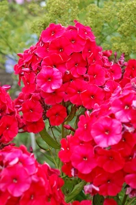 Phlox Red Riding Hood | 25 pce