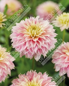Dahlia Pink Impact | 15 pce