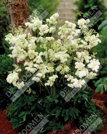 Filipendula Plena | 25 pce