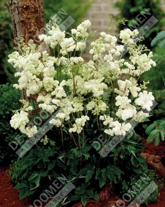 Filipendula Plena | 25 pce