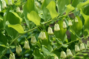 Polygonatum Commutatum | 25 pce