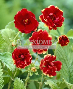 Potentilla  Arc-en-Ciel | 25 pce