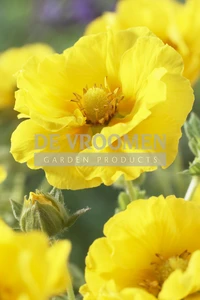 Potentilla Mont d'Or | 25 pce