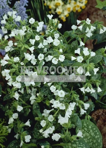Pulmonaria Sissinghurst White | 200 pce