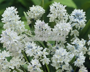 Puschkinia scilloides var libanotica | 100 pce