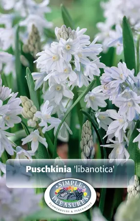 Puschkinia (Striped Squill) | Cappers 20 x 15 - image 1