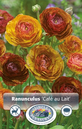 Ranunculus Cafe Au Lait | Capper 15 x 10