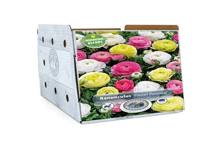 Ranunculus Pastel Peonies | Cappers 25 x 20 - image 2