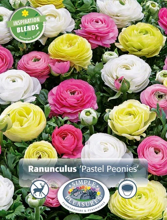 Ranunculus Pastel Peonies | Cappers 25 x 20 - image 3