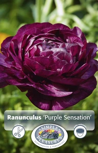 Ranunculus Purple Sensation | Cappers 10 x 15 - image 4