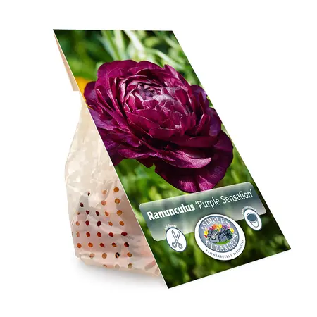 Ranunculus Purple Sensation | Cappers 10 x 15 - image 3