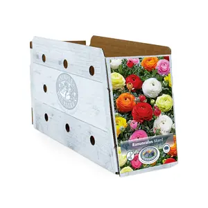 Ranunculus Ranunculus Mixed | Capper 5 x 16 - image 2