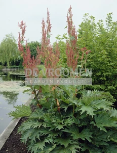 Rheum Palmatum var. Tanguticum | 200 pce