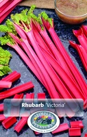 Rhubarb