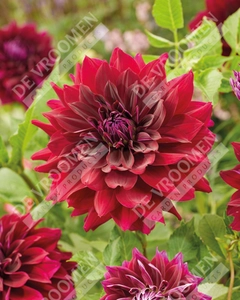 Dahlia Rip City | 15 pce