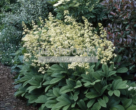 Rodgersia Aesculifolia | 25 pce