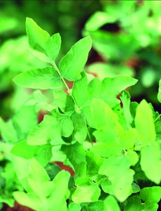 Epimedium Royal | 25 pce