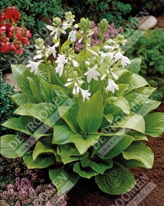 Hosta Royal Standard | 400 pce