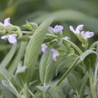 Salvia