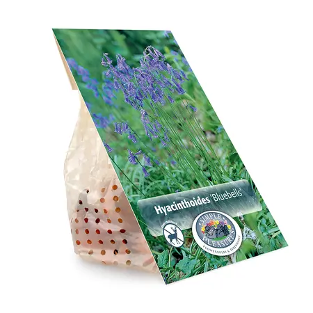 Scilla Bluebells | Capper 20 x 10 - image 3