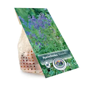 Scilla Bluebells | Capper 20 x 10 - image 3