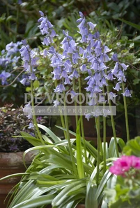 Scilla Excelsior | 100 pce