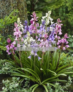Scilla Hispanica Mix | 100 pce