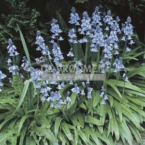 Scilla Hispanica non-scripta | 100 pce