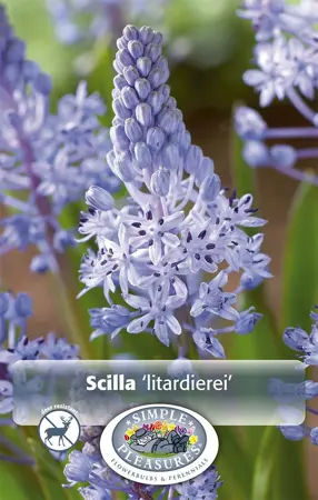 Scilla litardierei | Cappers 10 x 20 - image 1