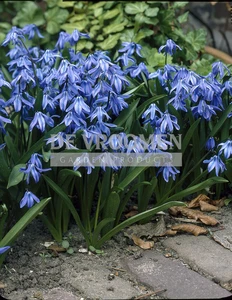Scilla siberica | 100 pce