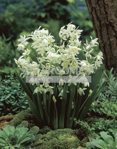 Scilla siberica Alba | 100 pce