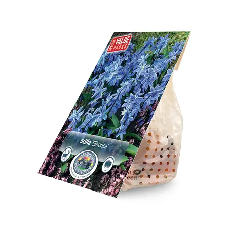 Scilla Siberica | Cappers 35 x 15 - image 2